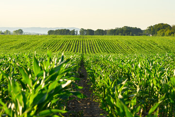Lush green corn rows stretching across rolling farmland. Agricultural field scenery