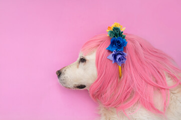 Funny female senior dog wearing a pink wig and flower crown on a pink background