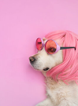 Funny female golden retriever wearing a pink wig and glasses against a pink background