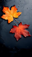 Two autumn leaves floating on dark reflective water surface