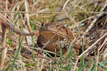Closeup of Common toad  or European toad (bufo bufo) in sunny spring weather, Helsinki, Finland.
