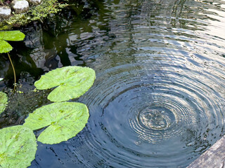 water lily in the pond