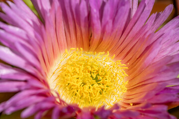 Fototapeta premium Carpobrotus chilensis is a species of edible succulent plant known by the common name sea fig. ornamental plant. La Jolla Tide Pools, San Diego, California