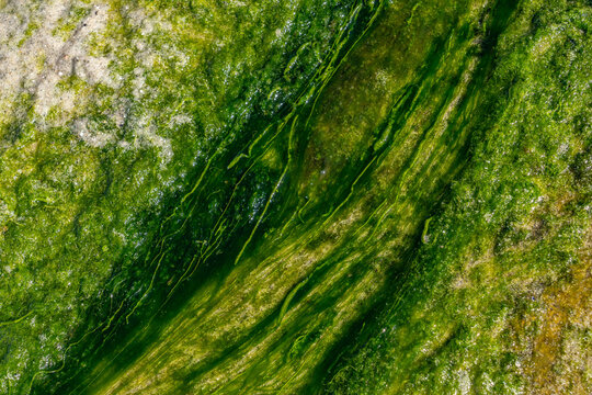 Ulva intestinalis is a green alga in the family Ulvaceae, known by the common names sea lettuce, green bait weed, gutweed, and grass kelp.  Diamond Head Beach Park, Honolulu, Oahu, Hawaii.
