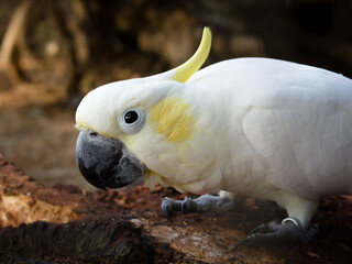 Close-Up of White Cockatoo with Yellow Crest
