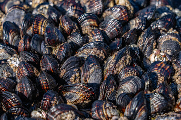 The California mussel (Mytilus californianus) is a large edible mussel, a marine bivalve mollusk in the family Mytilidae. La Jolla Tide Pools, San Diego, California