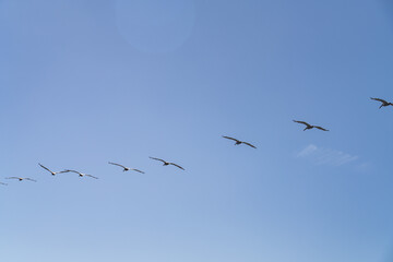 The brown pelican (Pelecanus occidentalis) is a bird of the pelican family, Pelecanidae, one of three species found in the Americas, La Jolla Tide Pools, San Diego, California