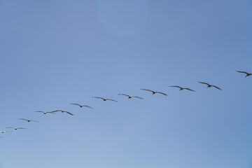The brown pelican (Pelecanus occidentalis) is a bird of the pelican family, Pelecanidae, one of three species found in the Americas, La Jolla Tide Pools, San Diego, California