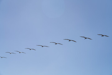 The brown pelican (Pelecanus occidentalis) is a bird of the pelican family, Pelecanidae, one of three species found in the Americas, La Jolla Tide Pools, San Diego, California