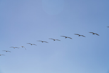 The brown pelican (Pelecanus occidentalis) is a bird of the pelican family, Pelecanidae, one of three species found in the Americas, La Jolla Tide Pools, San Diego, California