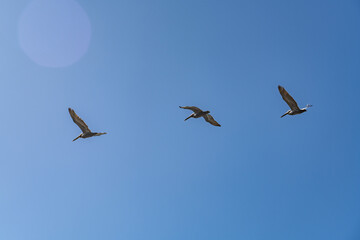 The brown pelican (Pelecanus occidentalis) is a bird of the pelican family, Pelecanidae, one of three species found in the Americas, La Jolla Tide Pools, San Diego, California