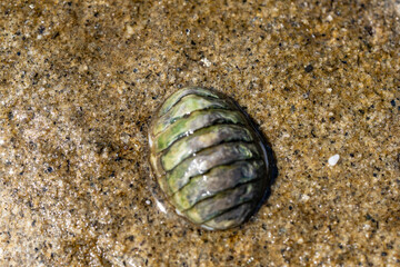 Cyanoplax hartwegii is a species of chiton in the family Lepidochitonidae. La Jolla Tide Pools, San Diego, California