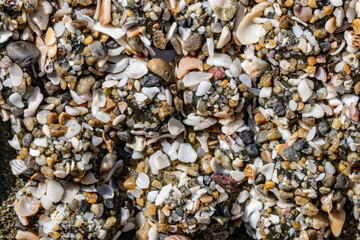 The starburst anemone or sunburst anemone (Anthopleura sola) is a species of sea anemone in the family Actiniidae. La Jolla Tide Pools, San Diego, California