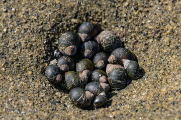 Littorina keenae, the eroded periwinkle, is a species of sea snail in the family Littorinidae, the...