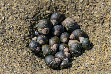 Littorina keenae, the eroded periwinkle, is a species of sea snail in the family Littorinidae, the winkles or periwinkles. La Jolla Tide Pools, San Diego, California