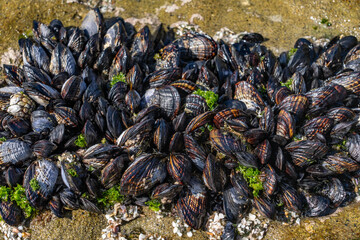The California mussel (Mytilus californianus) is a large edible mussel, a marine bivalve mollusk in the family Mytilidae. La Jolla Tide Pools, San Diego, California © youli zhao