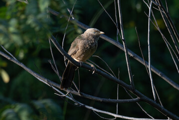 The beautiful Jungle babbler perched on a branch. The background is blurred with lot of branches.