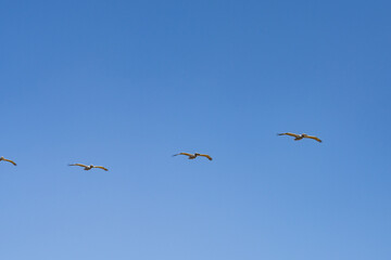The brown pelican (Pelecanus occidentalis) is a bird of the pelican family, Pelecanidae, one of three species found in the Americas, La Jolla Tide Pools, San Diego, California