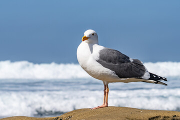 The western gull (Larus occidentalis) is a large white-headed gull that lives on the west coast of North America and the Pacific Ocean.  La Jolla Tide Pools, San Diego, California