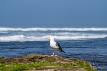 The western gull (Larus occidentalis) is a large white-headed gull that lives on the west coast of...
