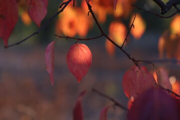pianta di caco in autunno al tramonto