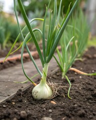 Obraz premium A close-up shot of a white onion bulb growing in rich soil, with green shoots extending upwards.