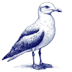 Obraz premium Blue ink seagull illustration, segulls drawing, sea, elements, marine illustrations, sea, ocean, water, seagull tattoo
