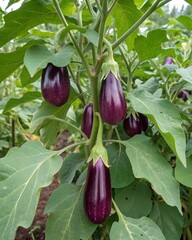 A close-up shot of eggplants growing on a plant, showcasing their deep purple color and healthy green leaves.