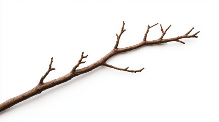 Fototapeta premium A bare tree branch on a white background. Nature concept.