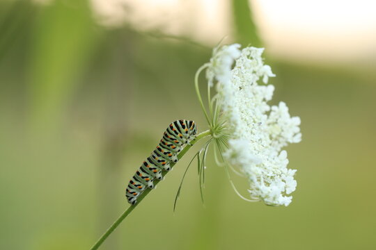 bruco di farfalla macaone al tramonto