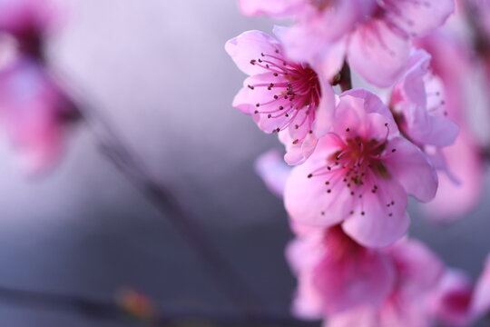 fiori di pesco in primavera