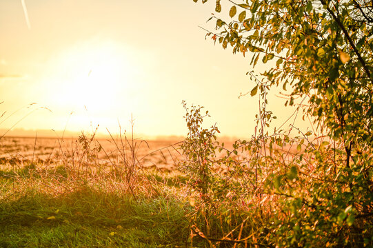 A country road in the morning, leading through a green meadow toward a dense, sunlit wall of fog on the horizon; a rural idyll bathed in the warm light of sunrise