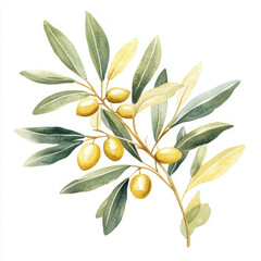 Illustration painted olive branch is so fresh