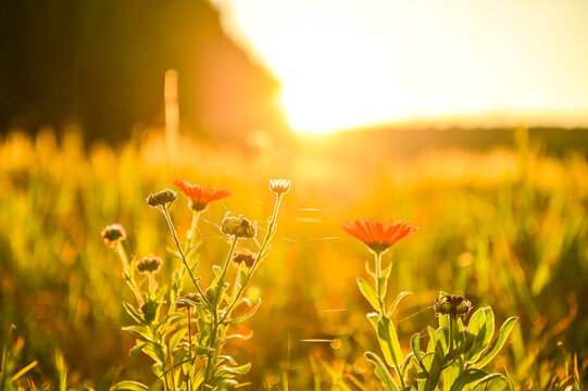 Picturesque wildflowers in a summer meadow, bathed in the warm backlight of the low evening sun, with delicate spiderwebs visible in the details