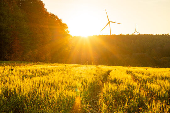 A golden grain field bathed in the warm backlight of the setting sun, with modern wind turbines on the hill a concept for renewable energy and sustainability