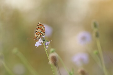 una farfalla melitaea al tramonto