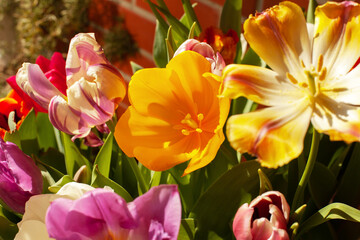 Beautiful bright yellow, pink and purple tulips close up. Large bouquet of spring flowers for March 8 or Mother's Day, selective focus