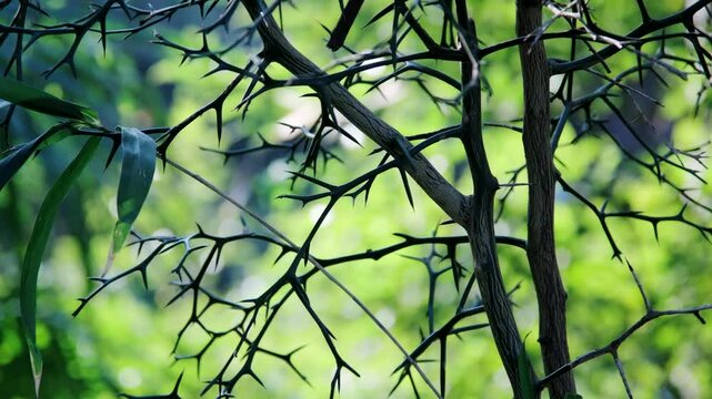 とげとげのカラタチ　柑橘類の木の枝　森の風景