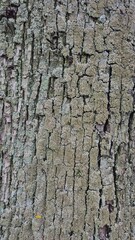 Texture, tree bark
