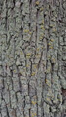 Texture, tree bark