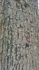 Texture, tree bark