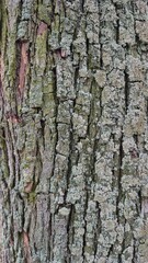 Texture, tree bark