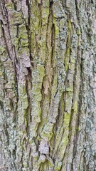Texture, tree bark