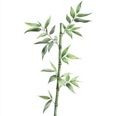 Obraz premium Watercolor painted bamboo leaves, brings zen garden feeling at home