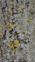 Texture, tree bark