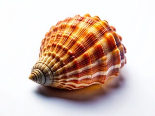 Obraz premium Aerial Drone Shot: Single Seashell Isolated on White Background - PNG