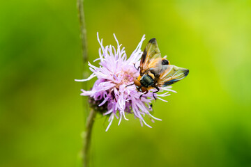 Wanzenfliege (Phasia hemiptera, Syn.: Alophora hemiptera) auf einer Distel	
