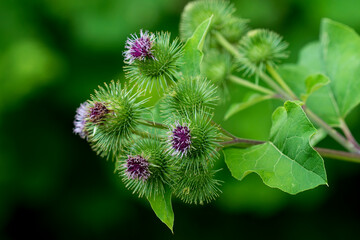 Große Klette (Arctium lappa) 