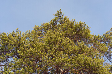 Winter photography around the Tretjønna Lakes, part of the Totenåsen Hills, Norway, February 2025.