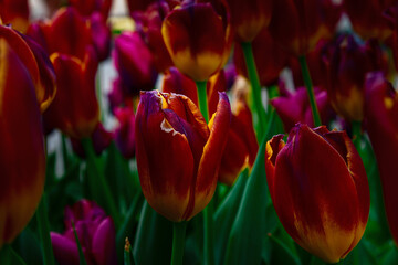 Red tulip